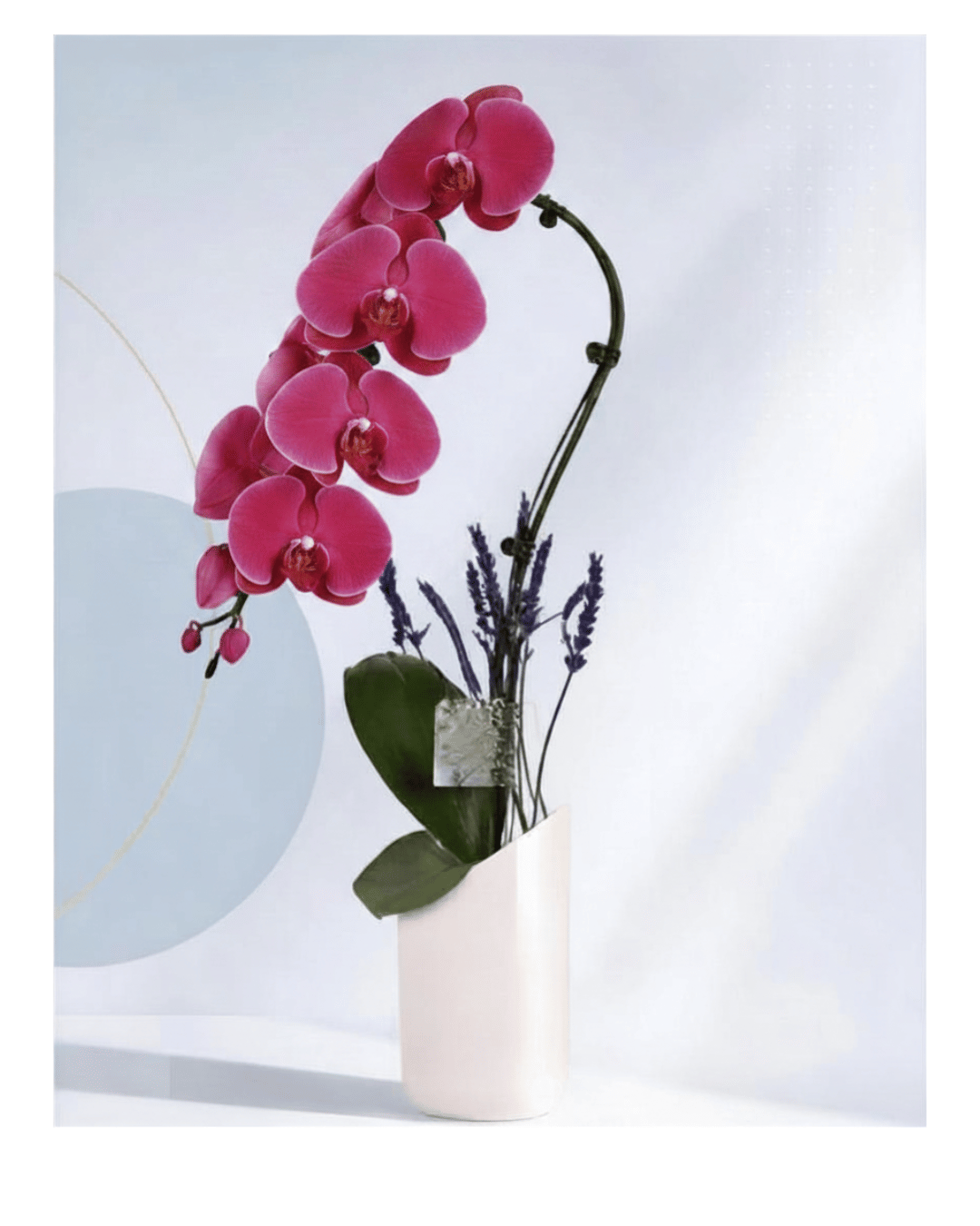 Megenta orchid