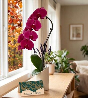 Magenta Swan Orchid (top seller)