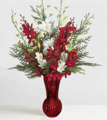 Merry Christmas Orchids