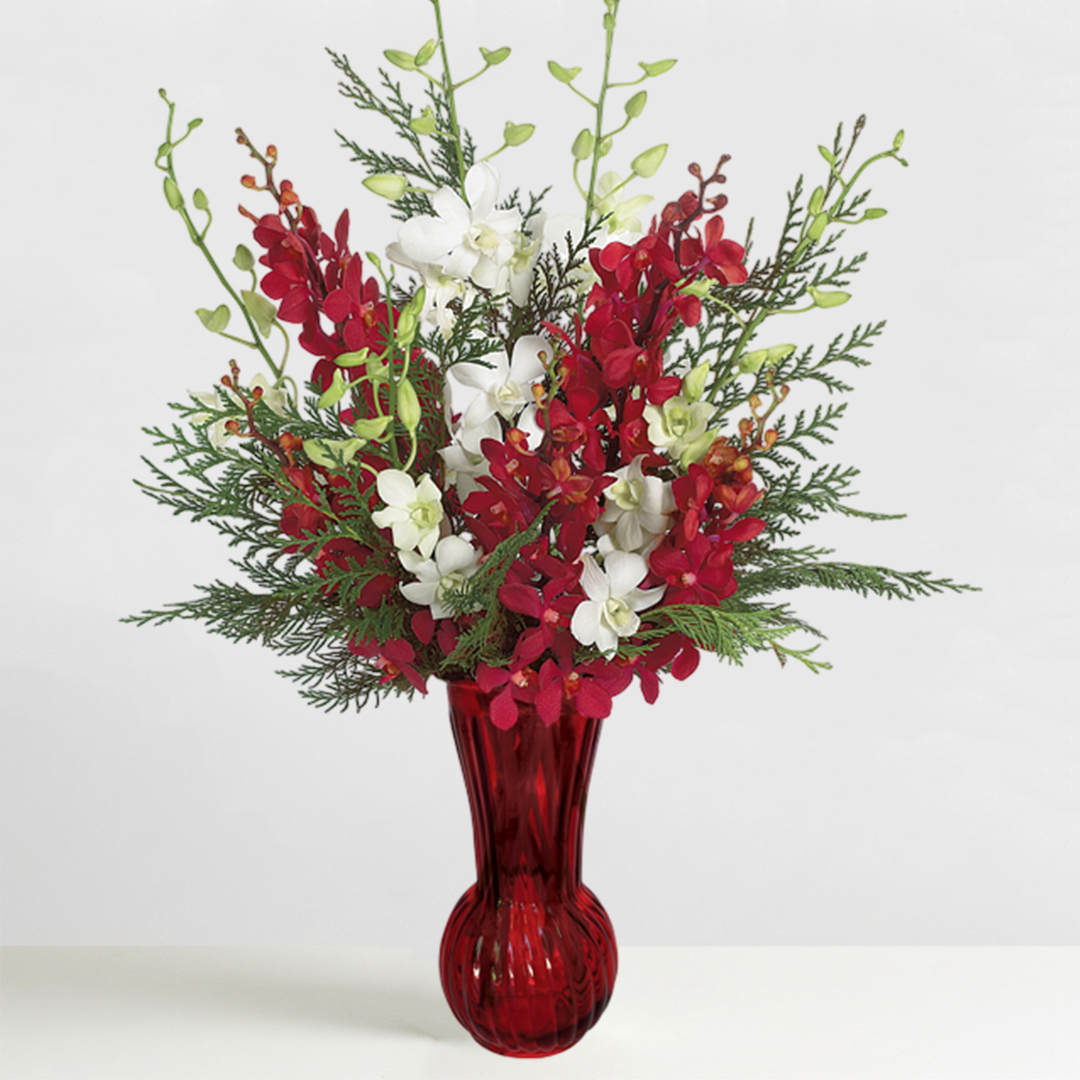 Merry Christmas Orchids