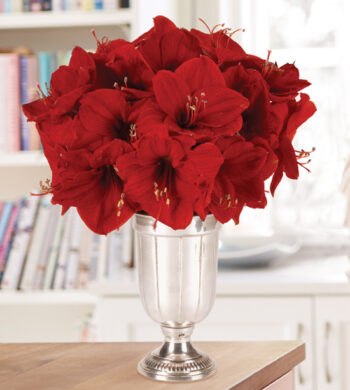 Amaryllis