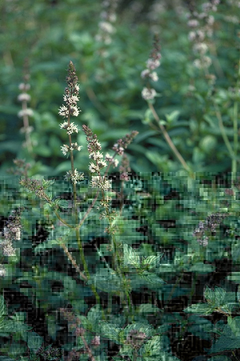 Mint – Mentha spp. (M. X piperita, M. spicata)