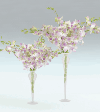 Mistine Dendrobium Duet