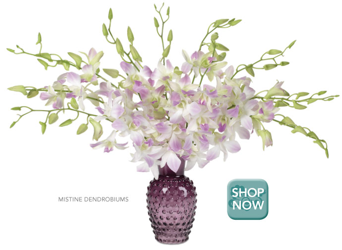 Luxury Rewards Mistine Dendrobiums