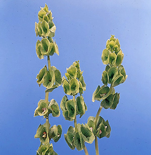 Bells of Ireland – Moluccella laevis