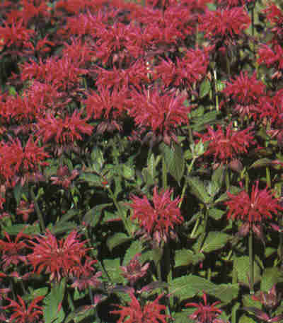 Bee balm – Monarda didyma