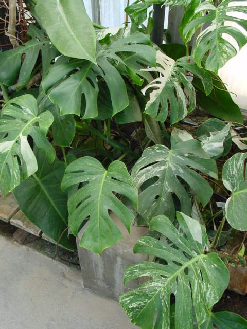 Split-Leaf Philodendron – Monstera deliciosa