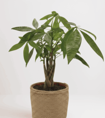 Mother's Day Money Tree