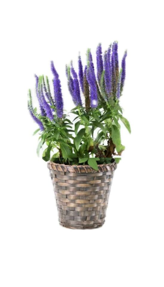 Veronica Plant