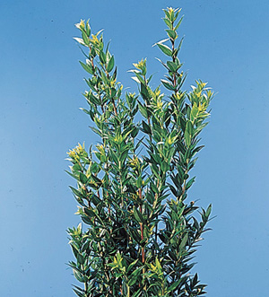 Myrtle – Myrtus communis