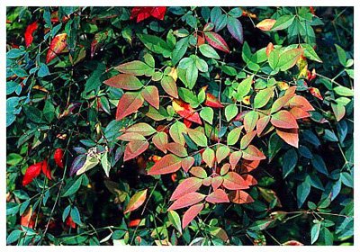 Heavenly Bamboo – Nandina domestica