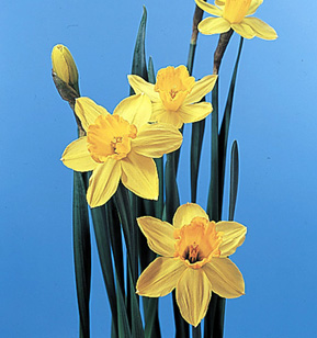 Daffodil – Narcissus pseudonarcissus