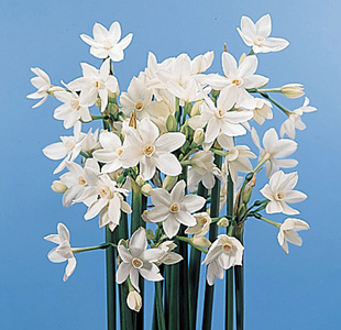 Paper-White Narcissus – Narcissus papyraceus