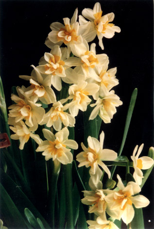 Polyanthus Narcissus – Narcissus tazetta