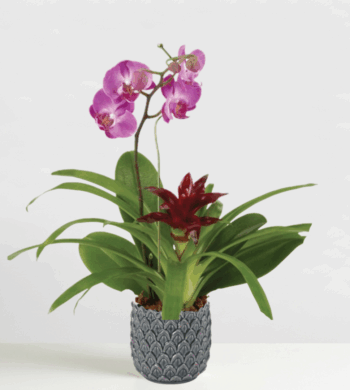 Natural Wonder Orchid & Bromeliad Garden