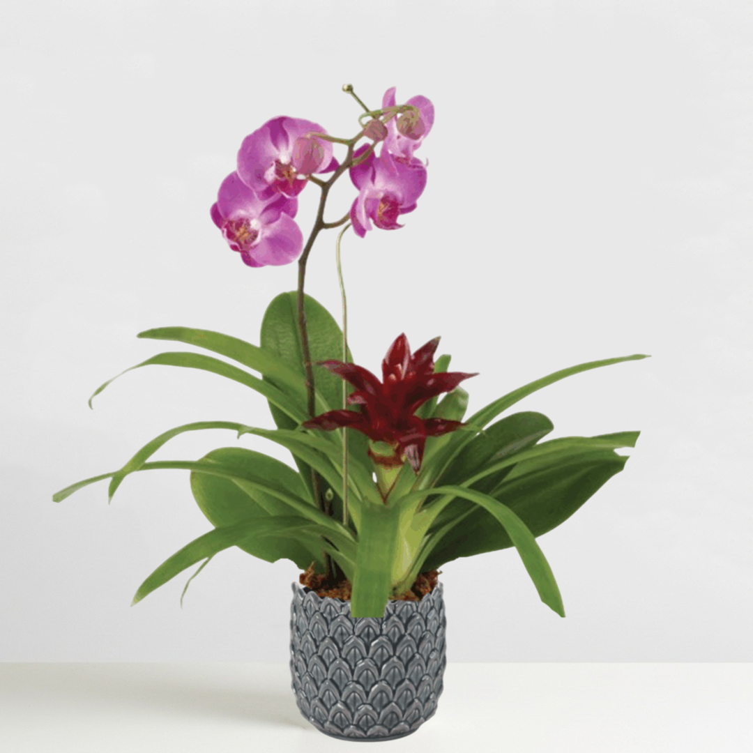 Natural Wonder Orchid & Bromeliad Garden