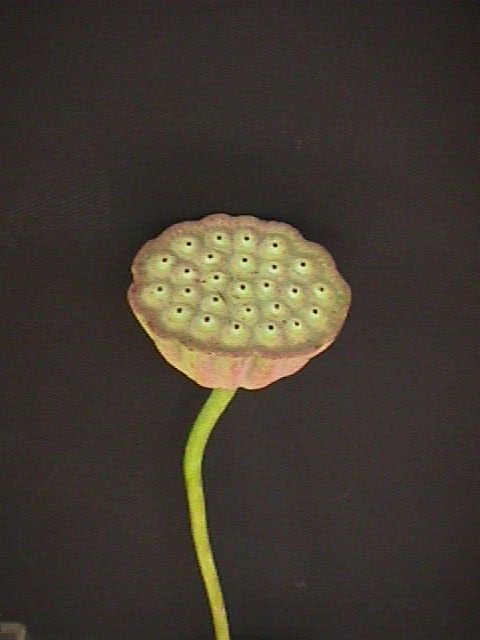 Sacred Lotus – Nelumbo nucifera