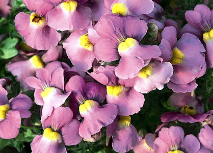 Nemesia – Nemesia spp.