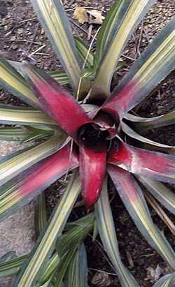 Blushing Bromeliad – Neoregelia carolinae