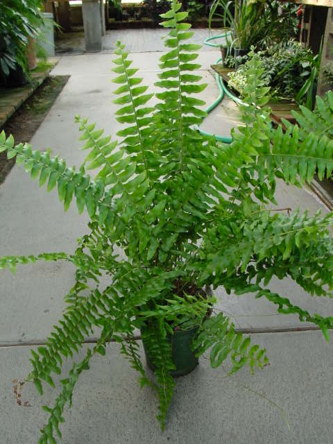 Boston Fern – Nephrolepis exaltata