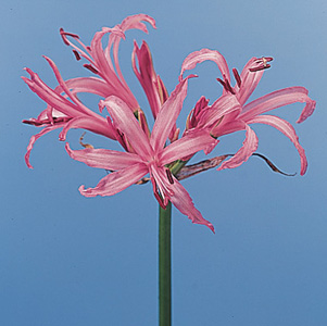 Nerine – Nerine spp.