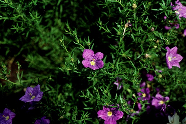 Cupflower – Nierembergia hippomanica (N. caerulea), N. spp.