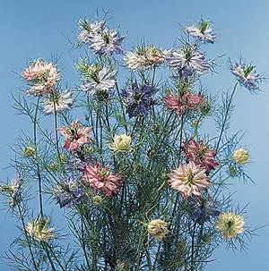 Love in a Mist – Nigella damascena