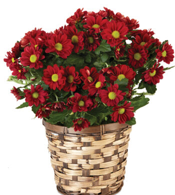 Burgundy Mums