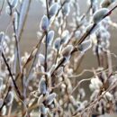 Japanese Pussy Willows (limited time, available March 25)