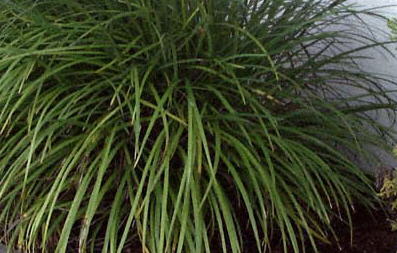 Lilyturfs – Liriope spp., Ophiopogon spp.