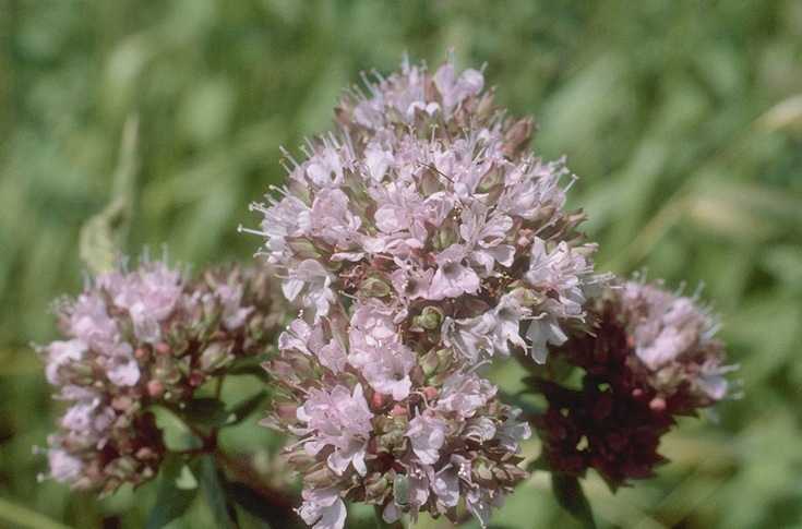 Oregano – Origanum vulgare