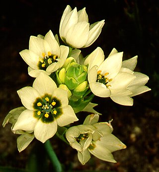 Arabian Star Flower – Ornithogalum umbellatum