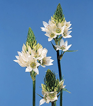 Chincherinchee – Ornithogalum thyrsoides