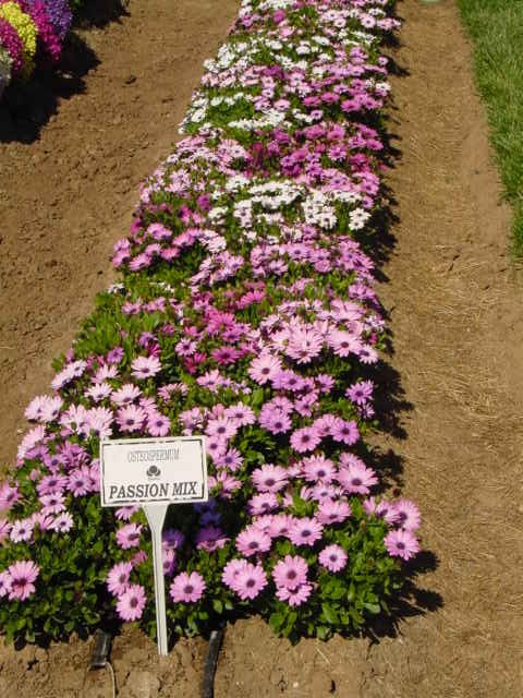 Osteospermum – Osteospermum ecklonis