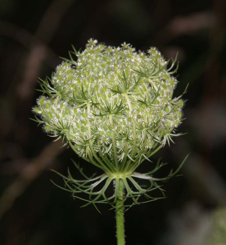 Queen Anne's Lace