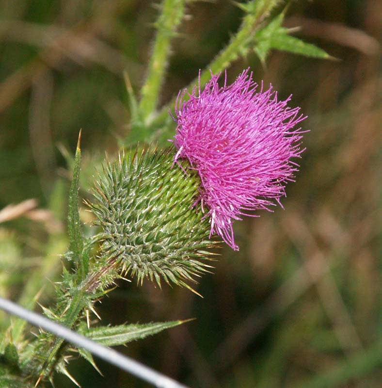 Vibrant Thistle