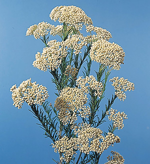 Rice Flower – Ozothamnus diosmifolius  (Helichrysum diosmifolium)