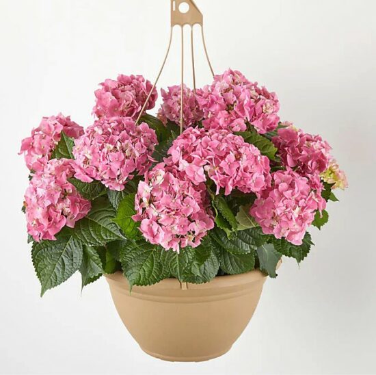 Pink Hydrangea Hanging Plant