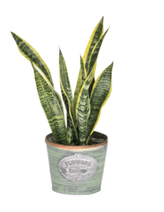 Snake Plant "Sansevieria"