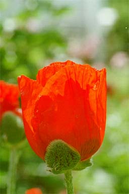 Oriental Poppy – Papaver orientale