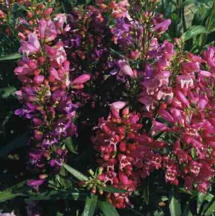 Beard-Tongue or Bearded-Tongue – Penstemon barbatus and P. spp.