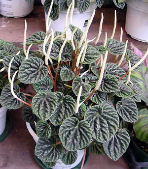 Watermelon Begonia – Peperomia argyreia, P. caperata and P. obtusifolia, respectively