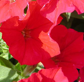 Petunia – Petunia X hybrida