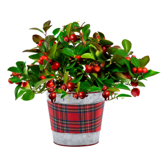 Winterberry