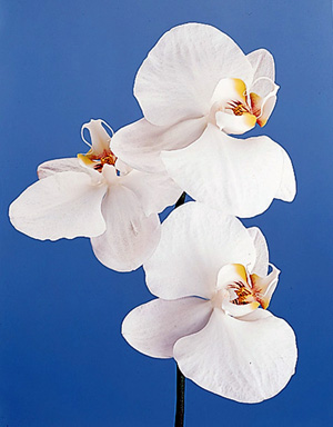 Moth Orchid – Phalaenopsis spp.