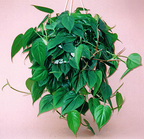 Heart-Leaf Philodendron – Philodendron cordatum