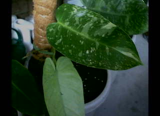 Spade-Leaf Philodendron – Philodendron domesticum