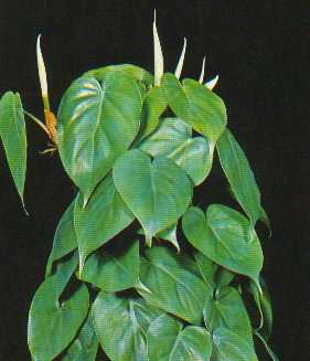 Heart Leafed Philodendron – Philodendron scandens scandens and P. scandens oxycardium