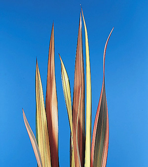 New Zealand Flax – Phormium tenax