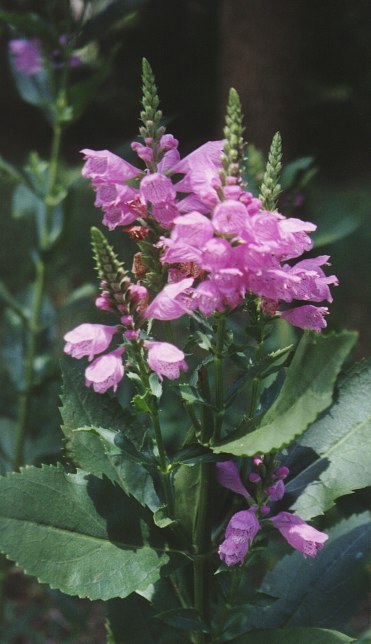 Obedient Plant – Physostegia spp. (most likely P. virginiana)